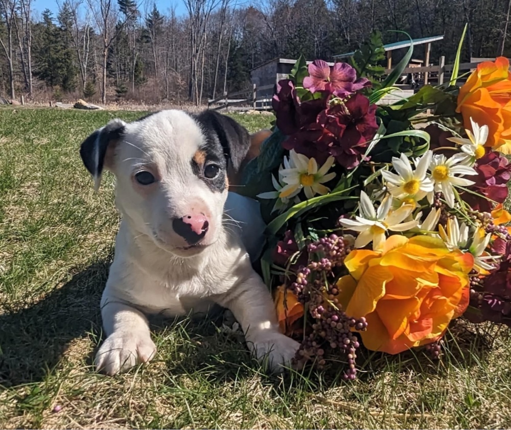 Benny the Puppy