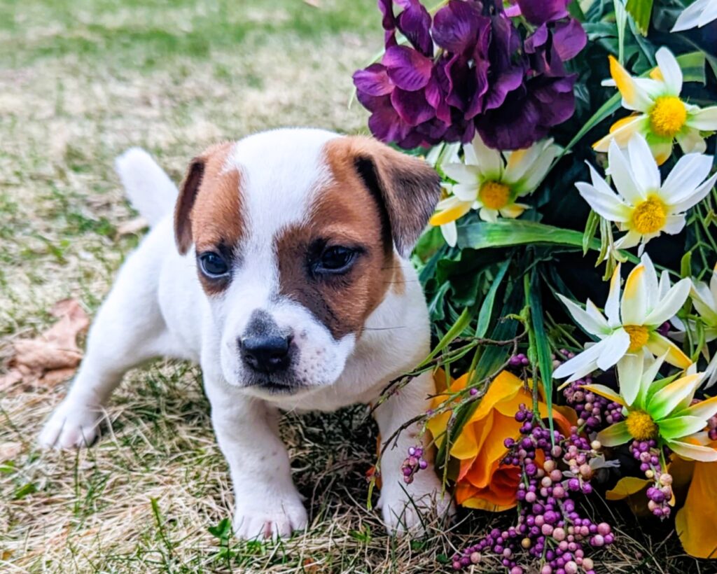 Browine the puppy