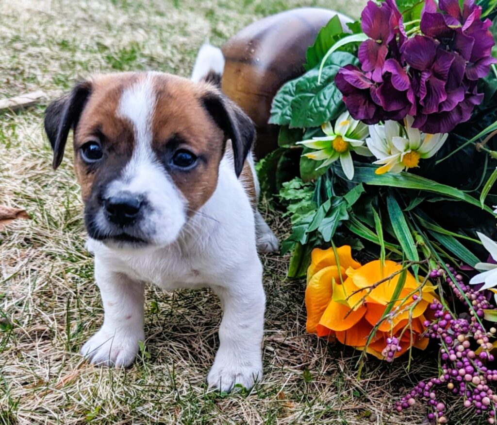 bear the puppy