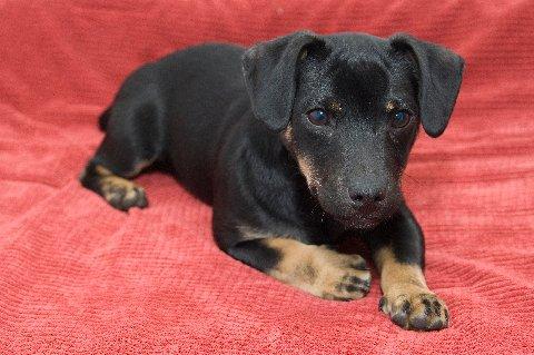 Daegan the black/tan stud