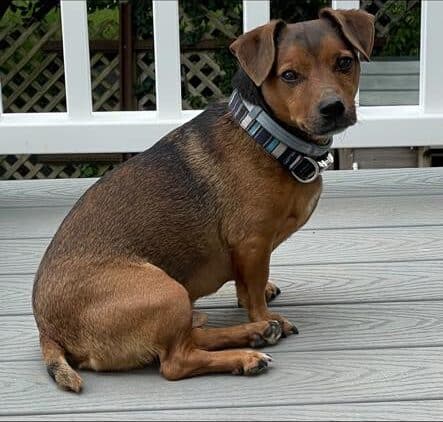 hunt terrier