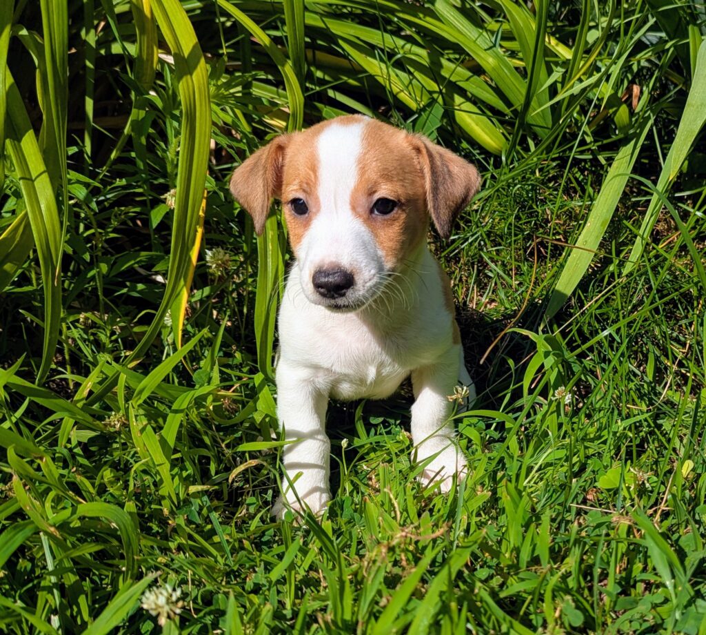 Ziggy