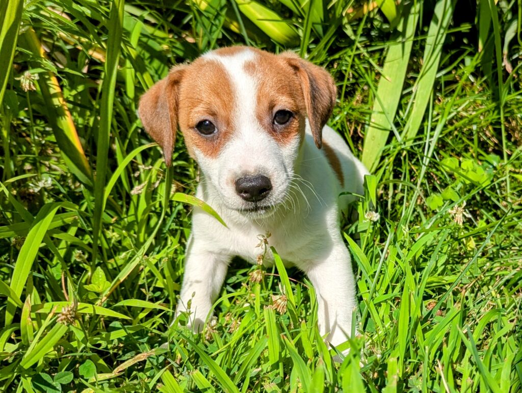 Gizmo